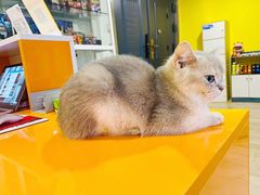 -Bastet sally猫舍购宠(静安店)