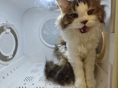 -楼上猫咖(罗湖店)