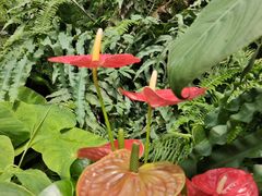 -国家植物园南园