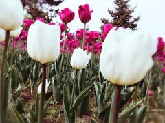 -长春公园(普阳街道)