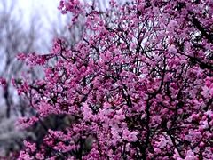 -莲花山公园