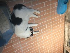 -猫咪博物馆(顶澳仔猫街店)