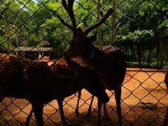 -海南热带野生动植物园