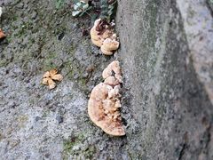 -火炉山森林公园