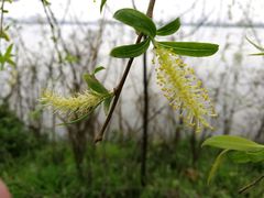 柳絮-艾溪湖湿地公园
