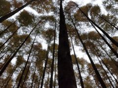 -山王坪喀斯特国家生态公园