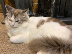 -more than meow吴止猫主题餐厅(承德 中船汇店)