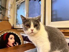 -猫小院猫主题餐厅(南锣旗舰店)