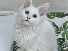 -青奢宠物·青奢猫舍