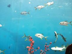 -瑞德姆美人鱼海底演艺主题餐厅(亚龙湾店)