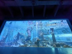 -哈尔滨波塞冬海底世界