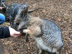 -费瑟代尔野生动物园