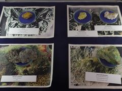 -玛丽·居里博物馆