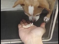 -爱侣宠医·鹦鹉专科·小型哺乳类·异宠专科(灵石路店)