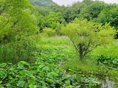 -西湖风景区-江洋畈生态公园