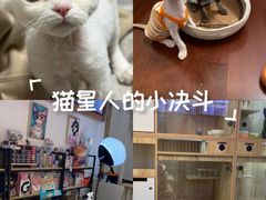 -山宅一喵德文卷毛猫舍