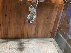 -上海大自然野生昆虫馆(东方明珠·爬宠昆虫探索中心)