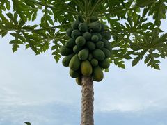 -马大胡子清真西北菜