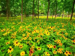 -大兴滨河森林公园