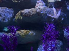 -瑞普利水族馆