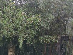 -老张烤羊(王哥庄店)