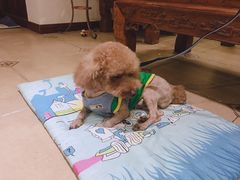 -犬也宠物造型(恒茂国际都会商业街店)