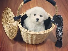 -翊宠yipet猫狗购宠庄园犬舍•猫舍