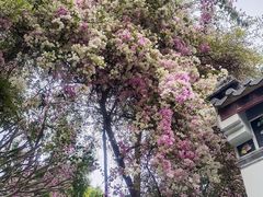 -深圳国际园林花卉博览园