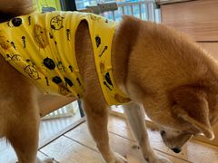 -南京Hallo宠物乐园·哈罗犬舍·柴犬繁育基地