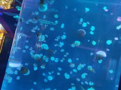 -左海海底世界