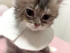 -御宝贝·A梦猫科宠物医院(国际猫友好医院)