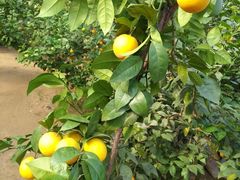 -南通洲际绿博园