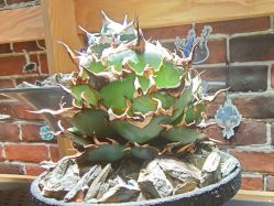 -青木造型HAIR·あおき髪を刈る潮人店