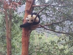 -都江堰中华大熊猫苑