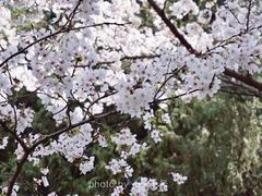 -武汉大学-樱园
