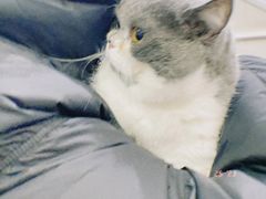 -瑞鹏瑞爱宠物医院·全科·猫科·血液透析中心(龙头寺店)