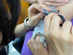 -北京观赏动物医院·24小时大型综合·猫专科·异宠专科