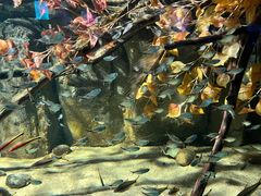 -重庆欢乐海底世界