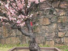 -无锡梅园公园
