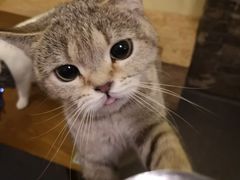 -猫色咖啡·猫咖