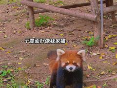 -灵玲国际马戏城
