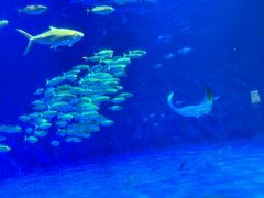 -鹿儿岛水族馆