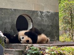 -中国大熊猫保护研究中心雅安碧峰峡基地