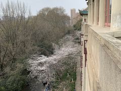 -武汉大学-樱园