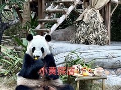 -灵玲国际马戏城