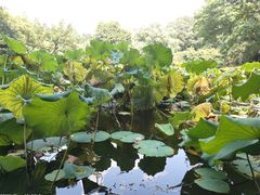 -杭州植物园