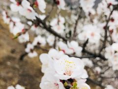 -马武寨驴打滚宴美食村289号(十三陵)