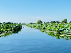 -洪湖生态旅游区