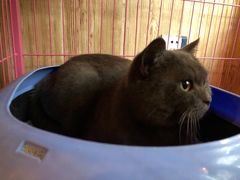 -名猫咖啡馆·撸猫·拼豆