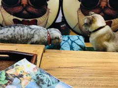 -李小姐の猫咖啡馆(五角场店)
